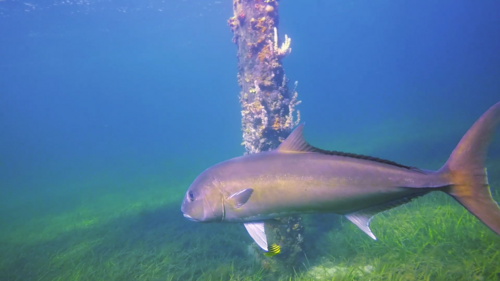 Abrolhos kingfish (Seriola hippos) — Carangidae — 4