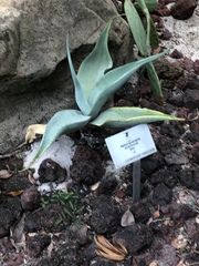 Agave guiengola