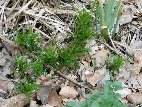 Rorippa amphibia iNat (2)