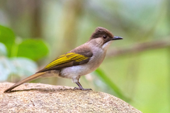 Ashy Bulbul photo 2