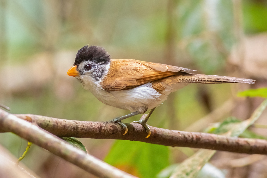 Black-headed Parrotbill photo