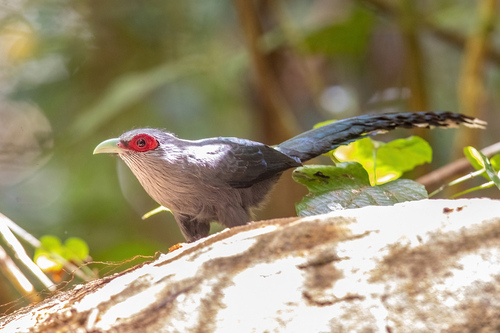 Green-billed Malkoha (Phaenicophaeus tristis), photo 10