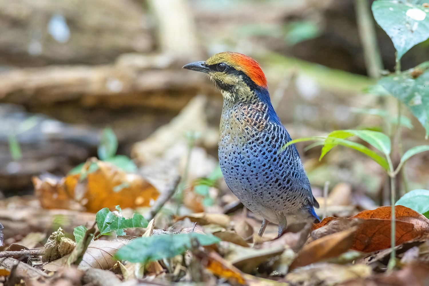 Blue Pitta (Hydrornis cyaneus)