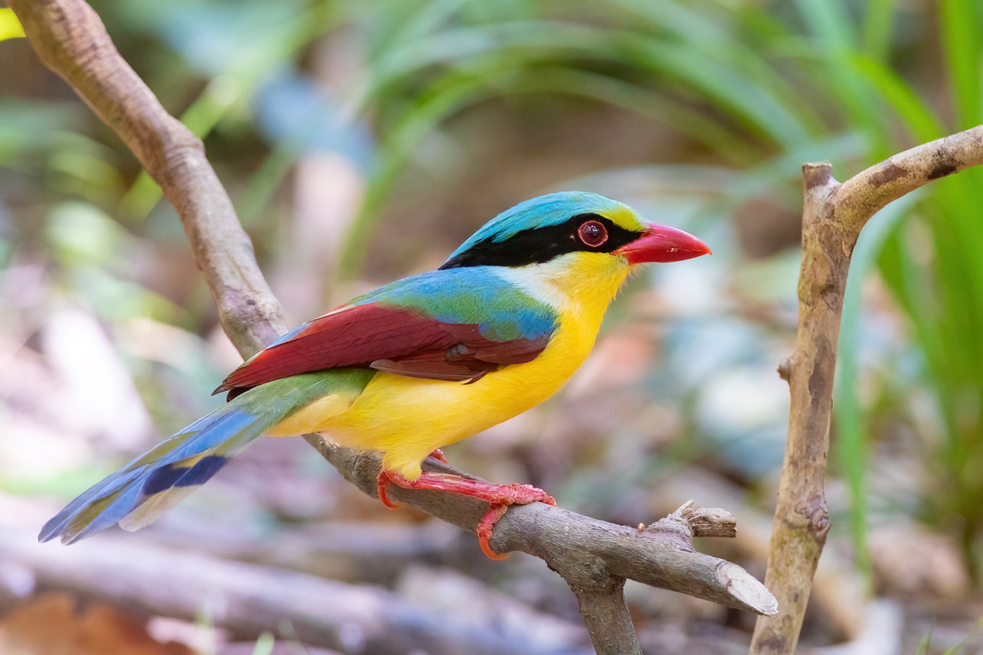 Indochinese Green-Magpie (Cissa hypoleuca)