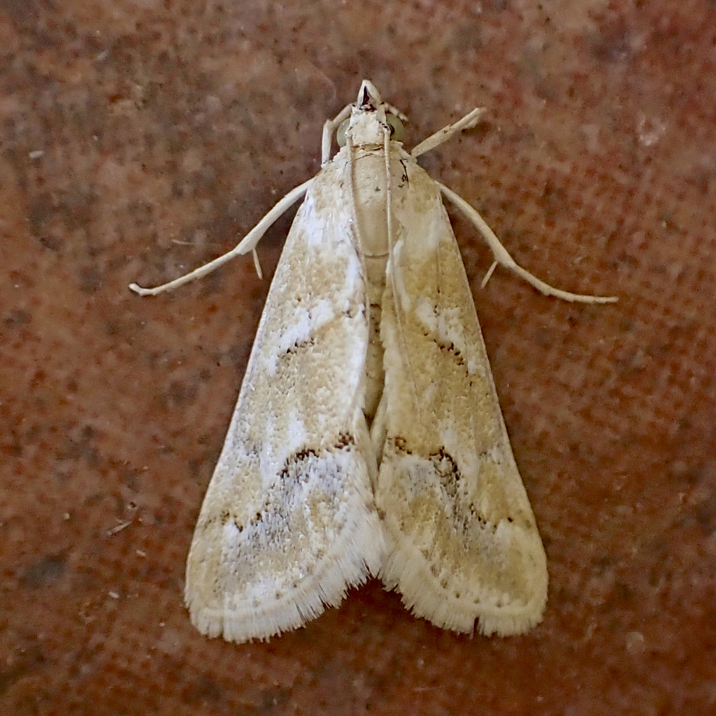Cornifrons phasma