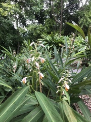 Alpinia nutans