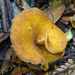 Austropaxillus muelleri - Photo (c) Terry Munyard, some rights reserved (CC BY-NC), uploaded by Terry Munyard