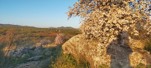 Wild Almond (Prunus webbii)