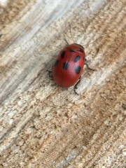 Gonioctena fornicata