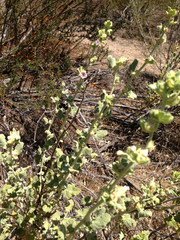 Malacothamnus aboriginum