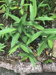 Alpinia aquatica