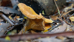 Austropaxillus muelleri