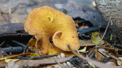 Austropaxillus muelleri