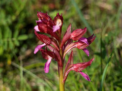 Anacamptis papilionacea papilionacea