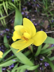 Spathoglottis gracilis
