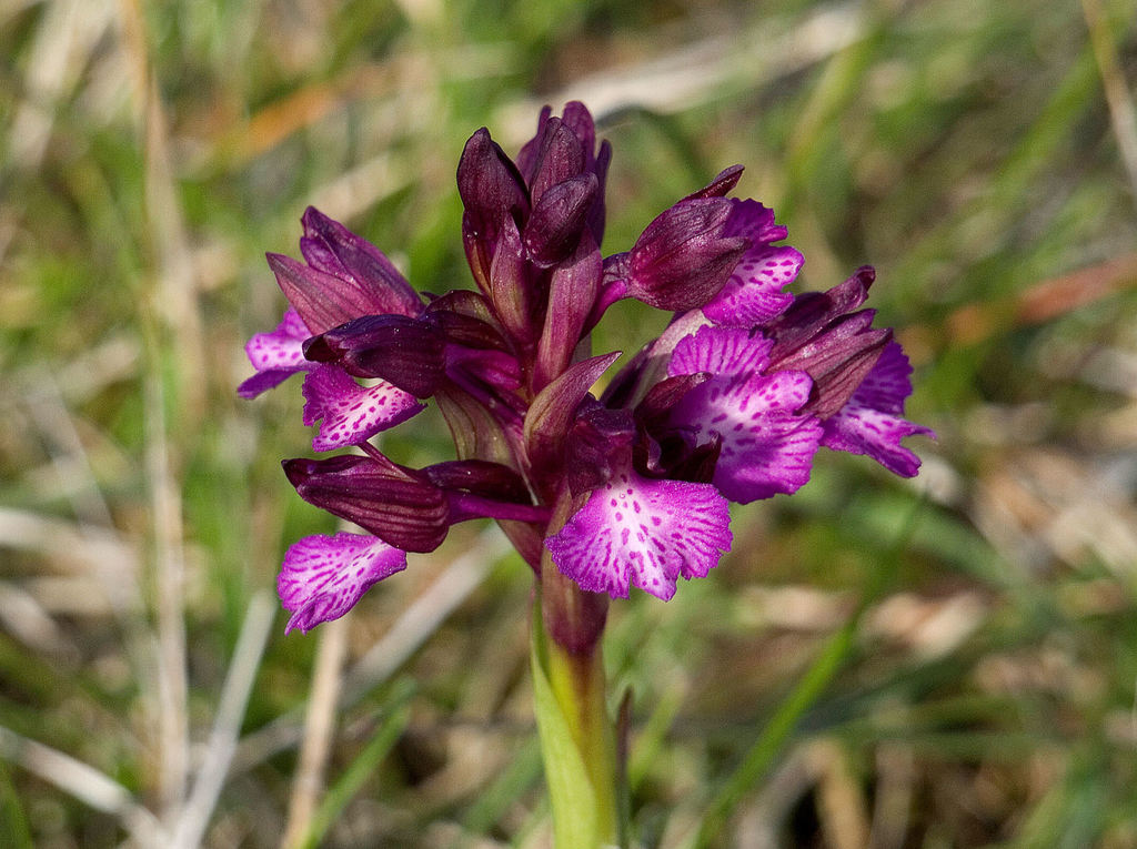 Anacamptis × gennarii