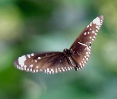 Euploea crameri bremeri