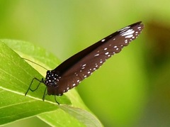 Euploea crameri bremeri