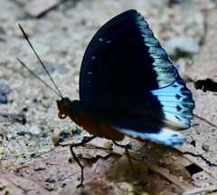 Lexias dirtea merguia