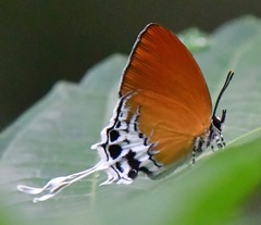 Eooxylides tharis distanti