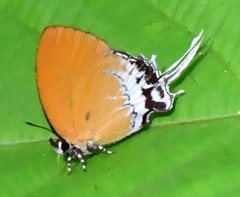 Eooxylides tharis distanti