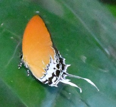 Eooxylides tharis distanti