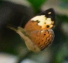 Cupha erymanthis lotis