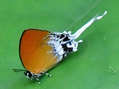 Eooxylides tharis distanti