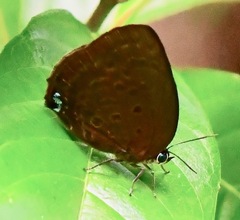 Arhopala amphimuta