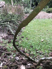 Bignonia corymbosa