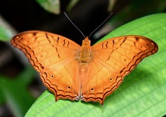 Vindula dejone erotella