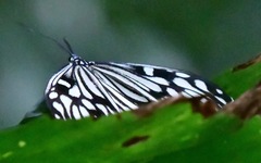 Cyclosia pieridoides