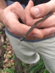 Diadophis punctatus stictogenys