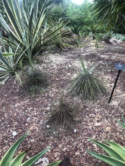 Agave × leopoldii