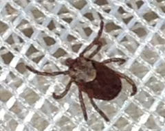 Dermacentor occidentalis