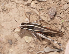 Macrotona mjobergi