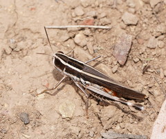 Macrotona mjobergi