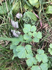 Aquilegia vulgaris — photo 2