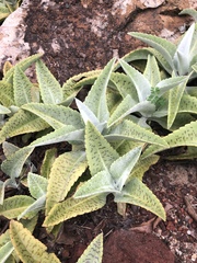 Kalanchoe gastonis-bonnieri