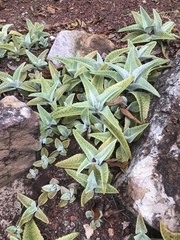 Kalanchoe gastonis-bonnieri