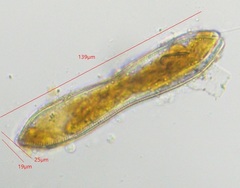 Surirella librile