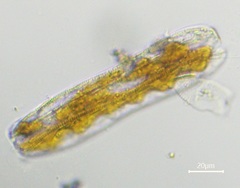 Surirella librile