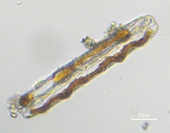 Surirella librile