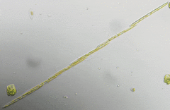 Bacillaria paxillifera