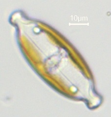 Caloneis amphisbaena