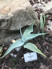 Agave guiengola
