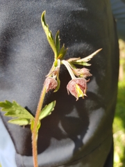 Geum rivale