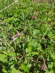 Geum rivale