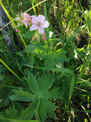 Geranium viscosissimum