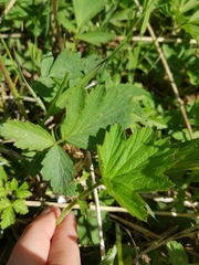 Geum rivale